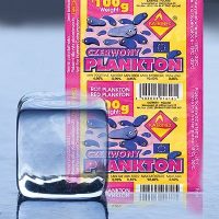 PLANKTON CZERWONY